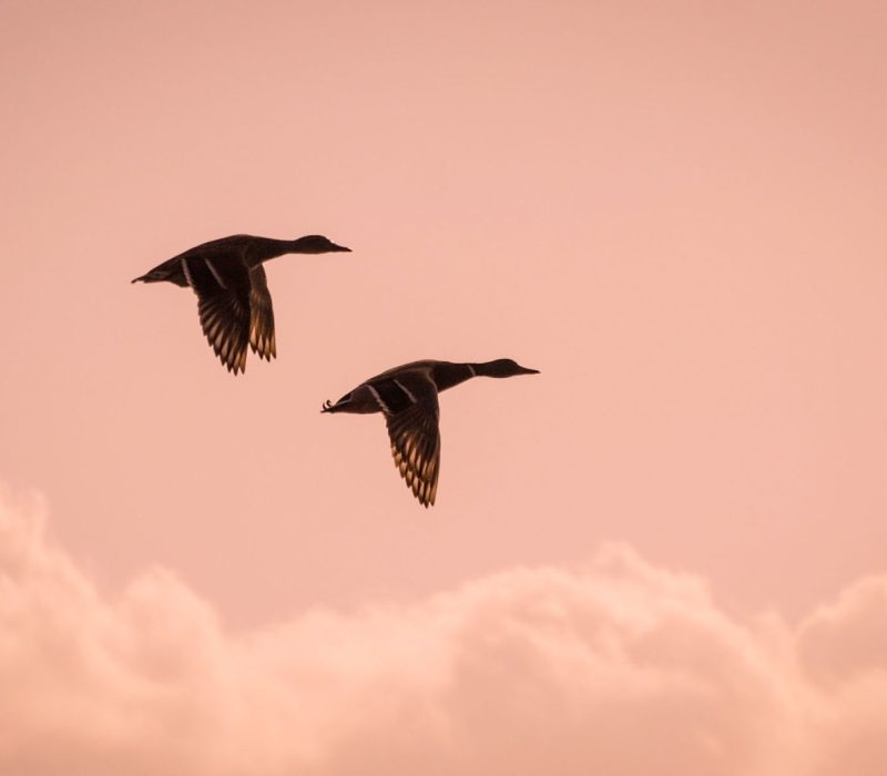 Flyttfåglar i Skanör Falsterbo