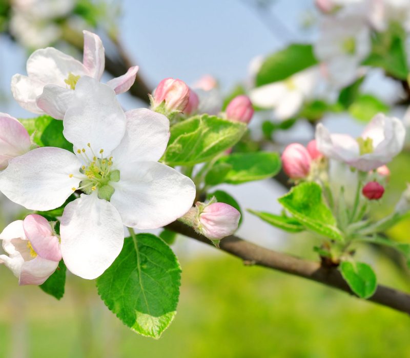 Körsbärsblommor på våren i Skanör Falsterbo