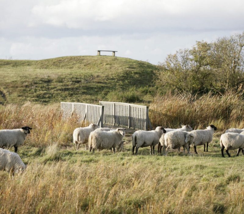 Lamm som betar i Skåne